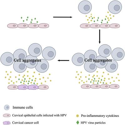 Therapeutic Effects of Natural Products on Cervical Cancer: Based on Inflammatory Pathways